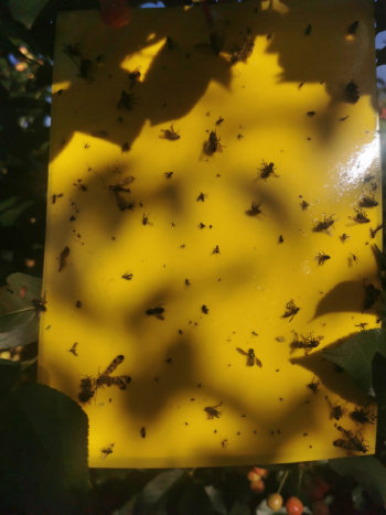 Zaštita višnje u fenofazi promene boje ploda