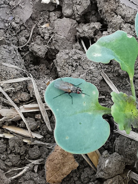 Štetni insekti na uljanoj repici