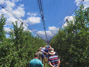 Dan polja jabuke i breskve u Novom Slankamenu